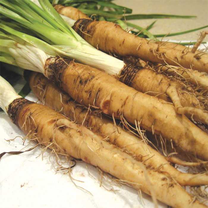 Salsify Seed:Mammoth Sandwich Island Salsify Fresh Seed