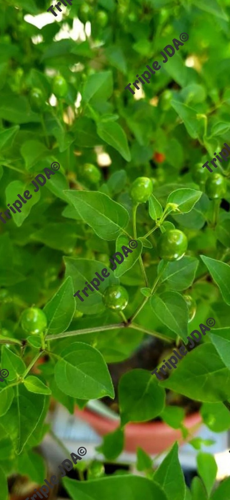SEEDS Chile Pequin Pepper/Bird’s Eye Chili Pepper (Capsicum Annuum) 50 seeds