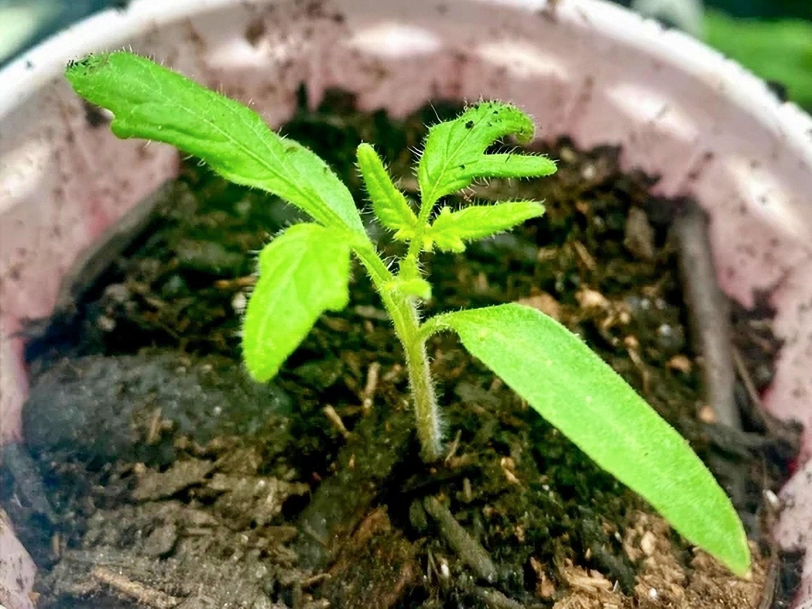 Mexico Midget, Tomato