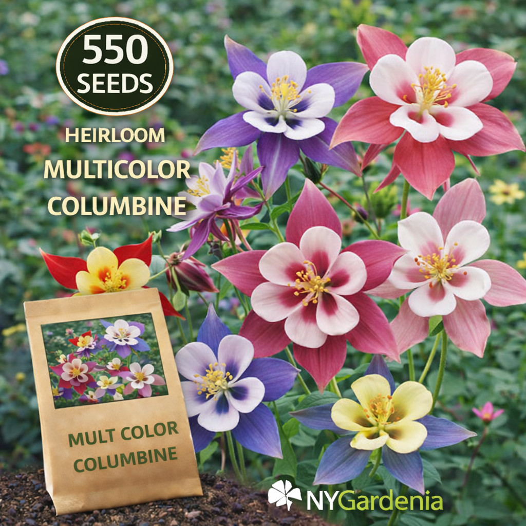 550 Multicolor Columbine Seeds Heirloom Flower Garden Aquilegia Easy Grow