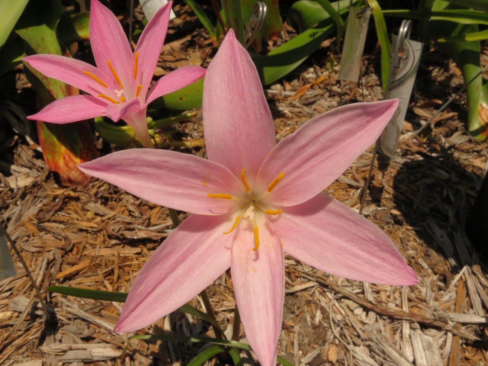 Rain Lily, Zephyranthes Num-Num (Twinkle x grandiflora), 1 bulb, NEW, habranthus