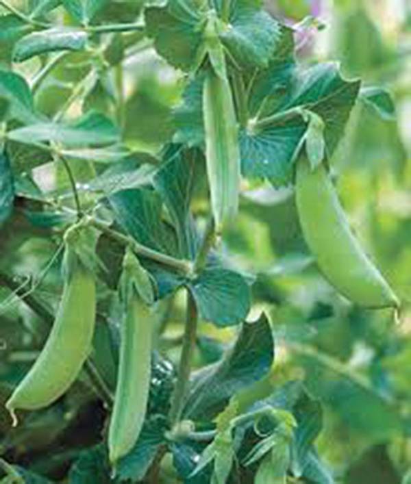 PEA SEED, EARLY ALASKA, HEIRLOOM, NON GMO, 100+ SEEDS, GREAT PEAS