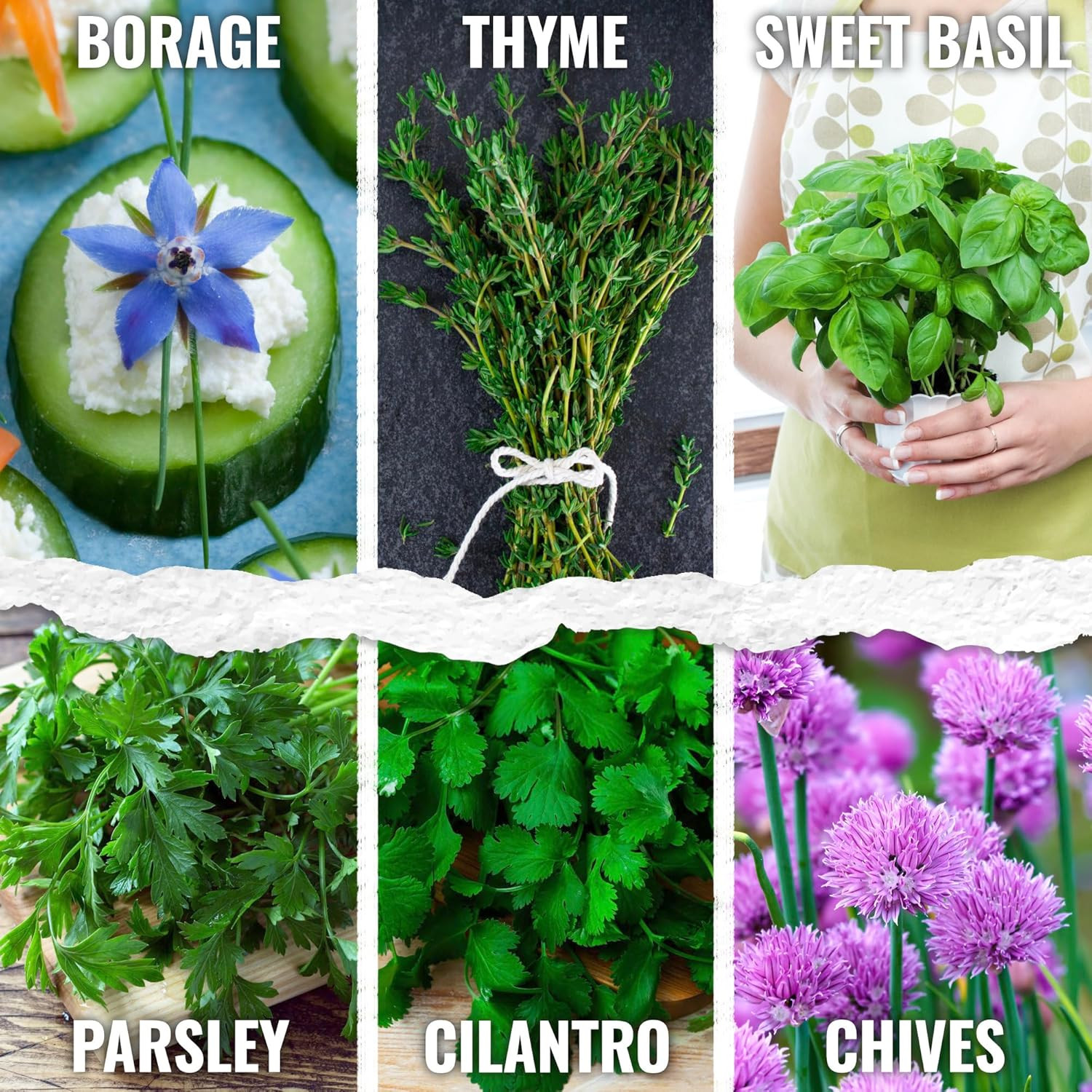 Herb Seeds Variety Pack Culinary Herb Collection (12 Individual Packets for Plan