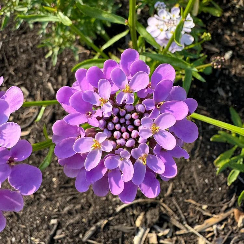 2000+ Mixed Candytuft Flower Seeds – Perennial Plant for Outdoor Planting, Attra