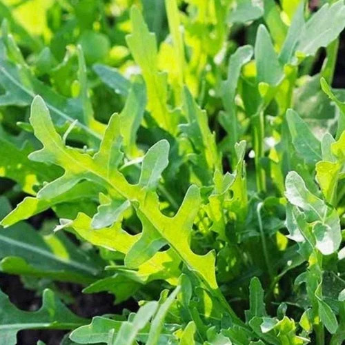 Roquette Arugula Seeds | Heirloom / Non-GMO | Free Shipping | Seed Store | 1174