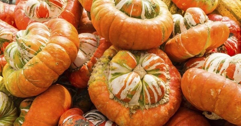 15 Turban Squash Seeds Heirloom Non-GMO Never Sprayed or Treated