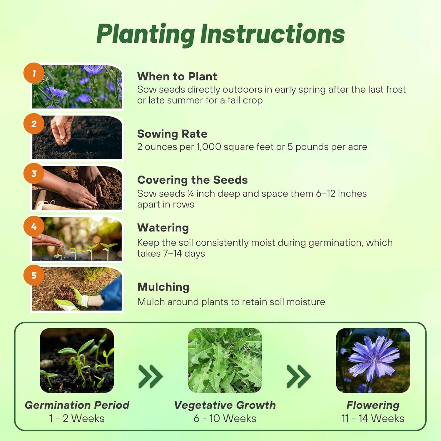 5 LBS Blue Chicory Seeds For Planting | Cichorium Intybus Wild Flower Seed