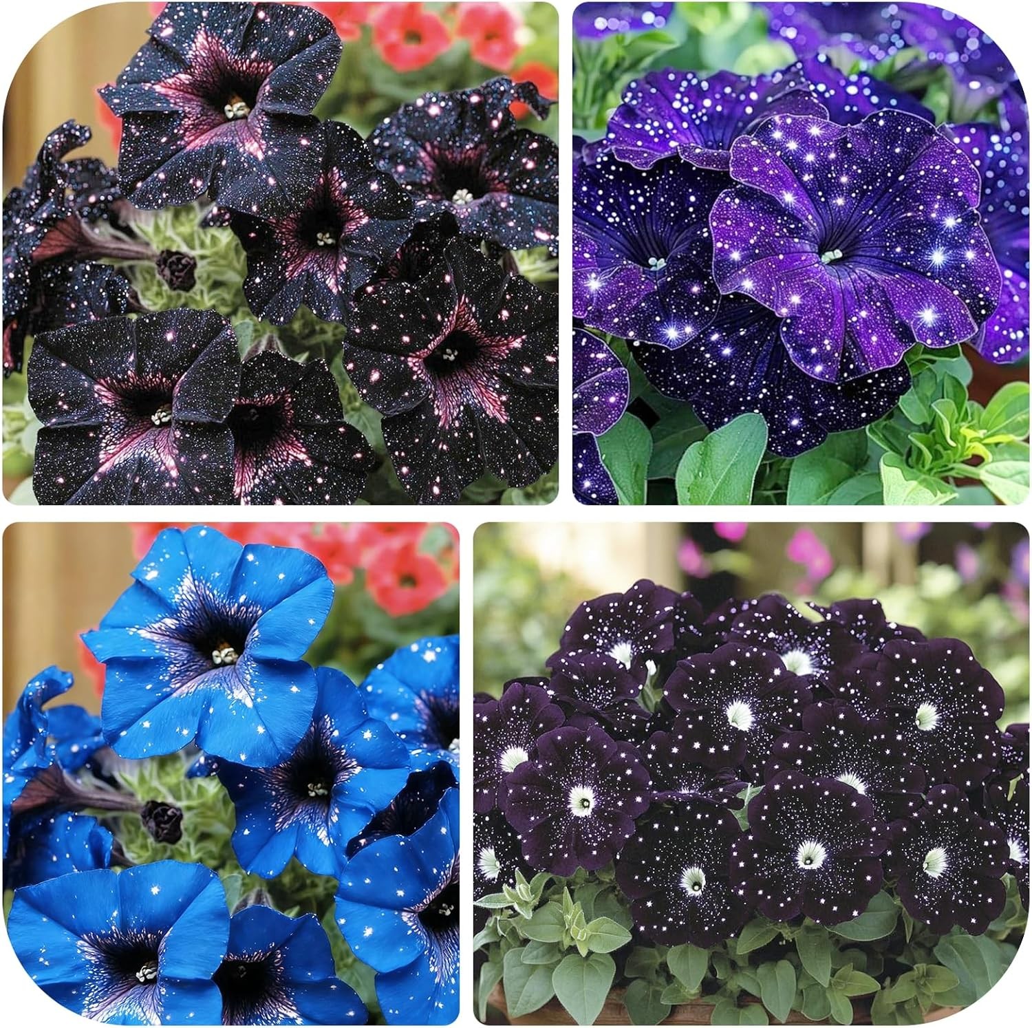 280+ Night Sky Petunia Seeds forFlower Beds and Container Gardening-Non-GMO Heir