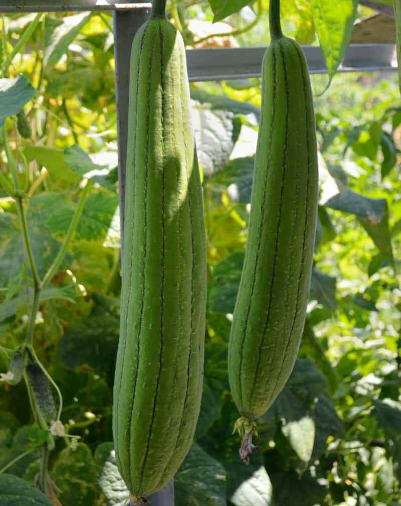 15+ Sponge dishcloth Gourd Seeds Luffa Gourd Smooth Loofah Chinese Sigua USA