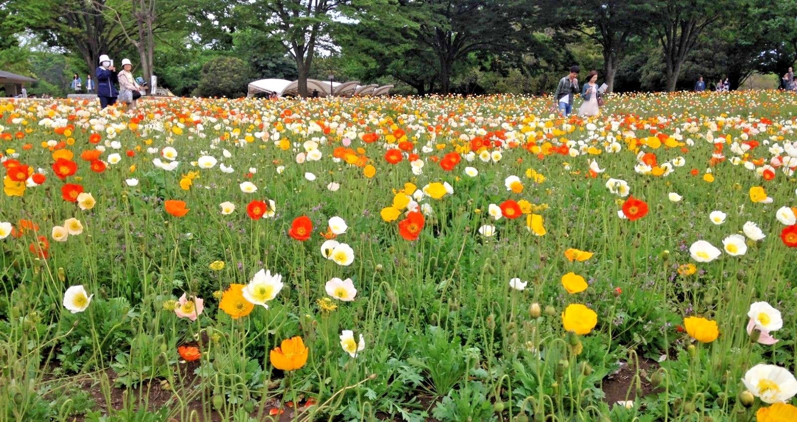 2001+CORN Field POPPY MIX Flower Seeds Wildflower Garden Container Fast Easy