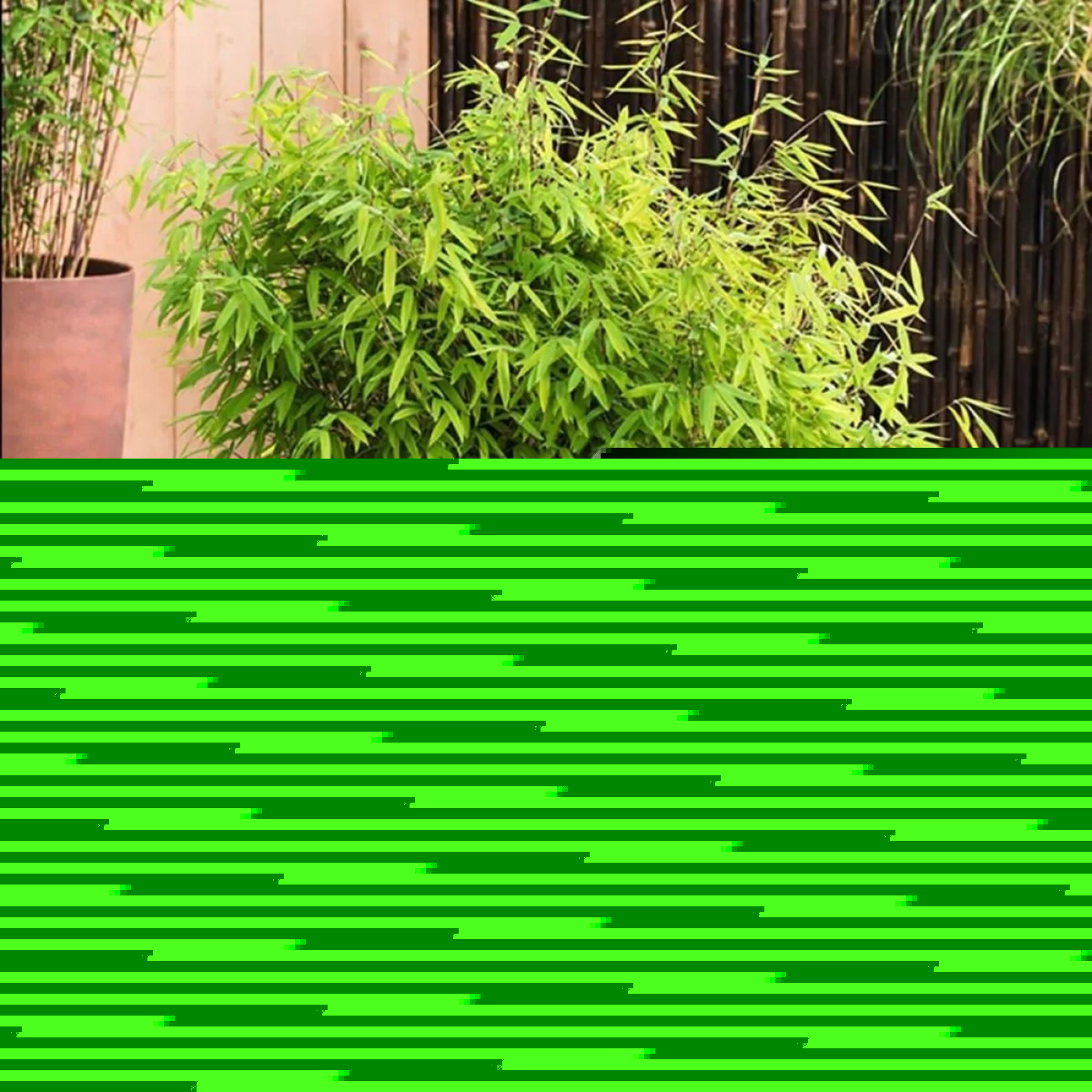 100 Asian Wonder Bamboo Seeds Perennial Ornamental Seed Privacy Shots US SELLER
