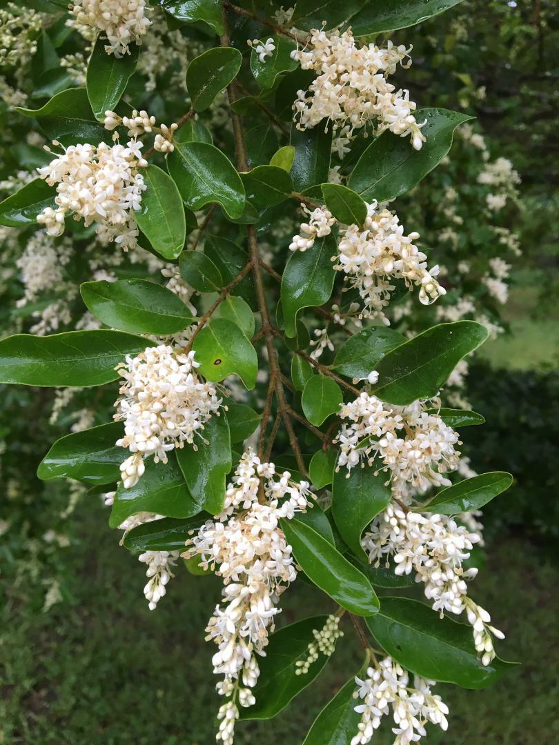 White Wedding Veil Bush/Tree/Shrub Smells Wonderful! 50 + Seeds USA Home Grown