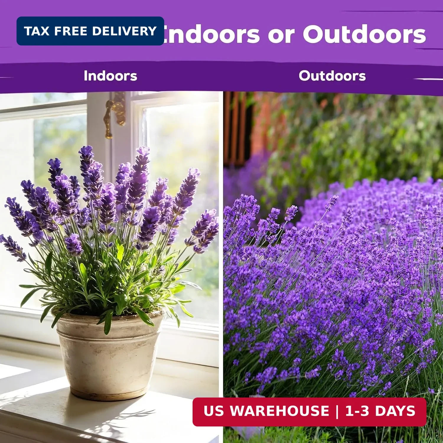 5500+ English Lavender Seeds for Planting Outdoor Heirloom Lavandula Flower Seed