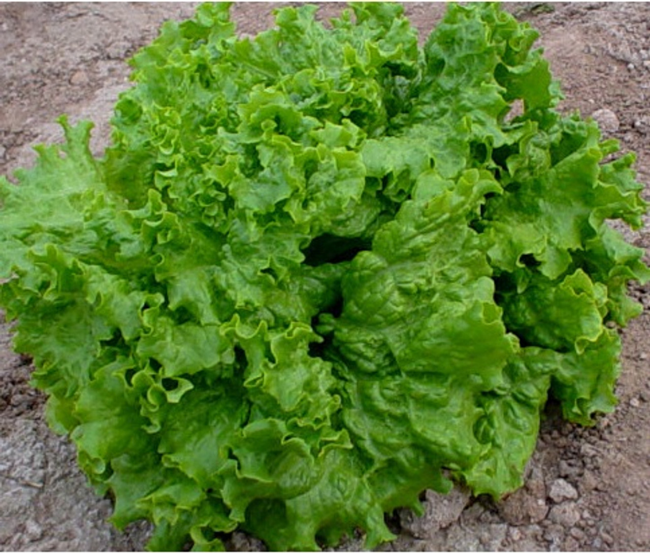 Waldman’s Dark Green lettuce seeds (300) / ORGANIC / FLORIDA GROWN / FANTASTIC