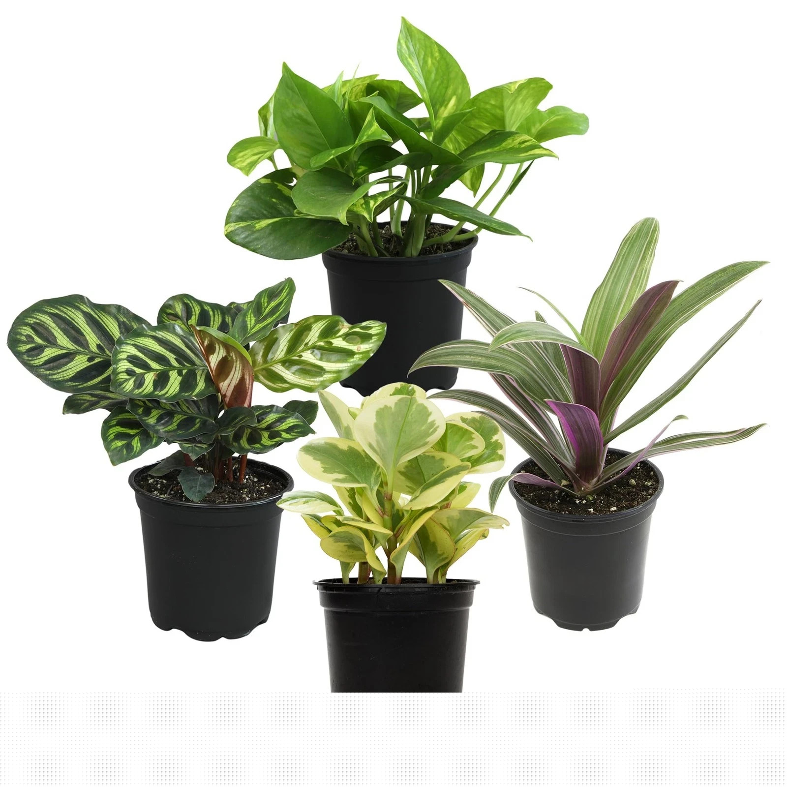 Essential Houseplant Collection (4PK) Live Plants Indoor Plants Live Housepla…