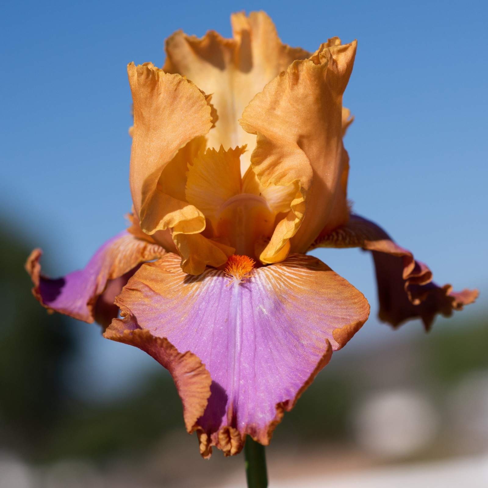 ** GRAND CANYON SUNSET ** Tall Bearded Iris. Combined Shipping: Jul – Sep