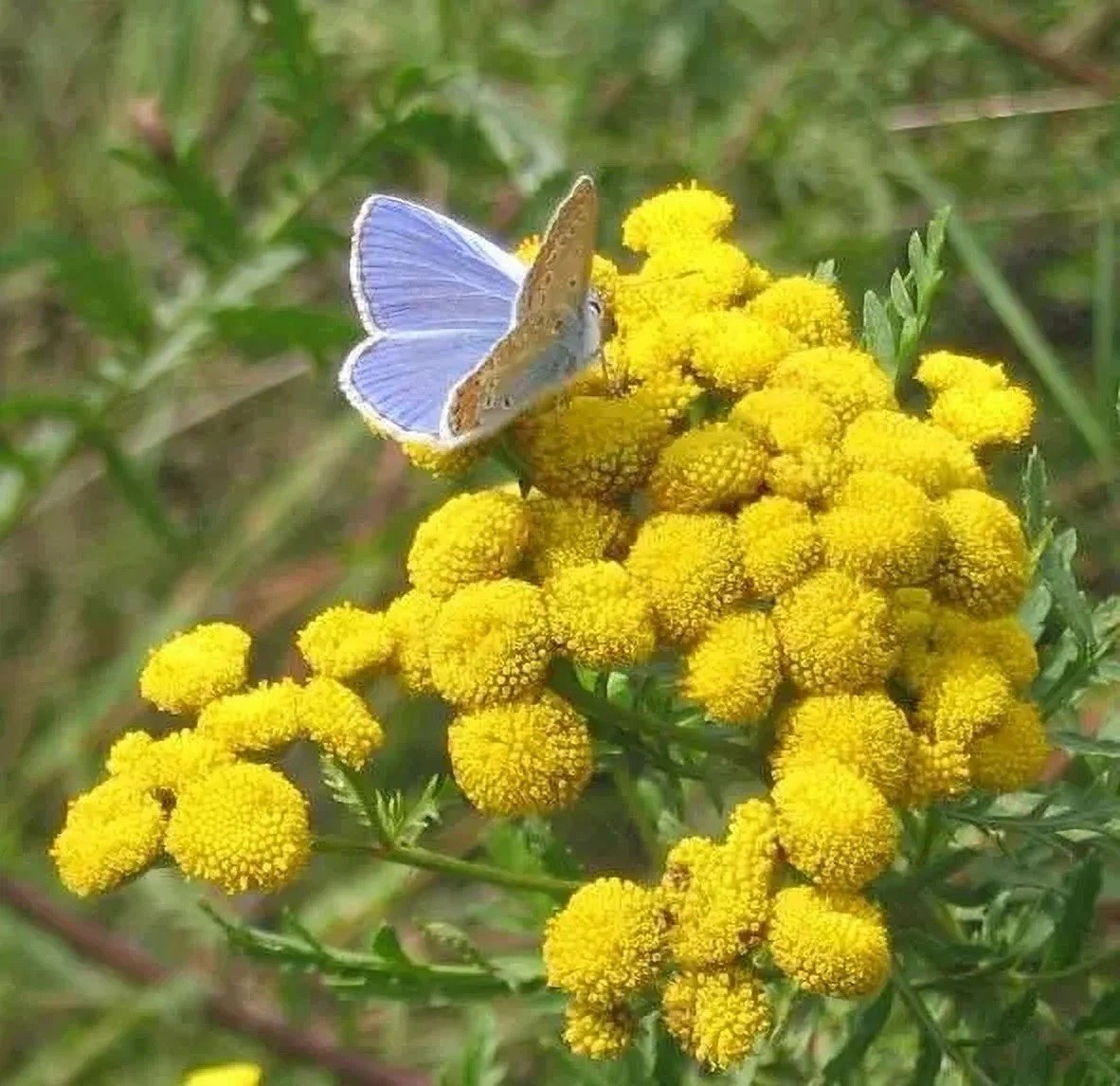 500+ Tansy Seeds – Tanacetum vulgare – Heirloom, Perennial Flower Seeds Non-GMO