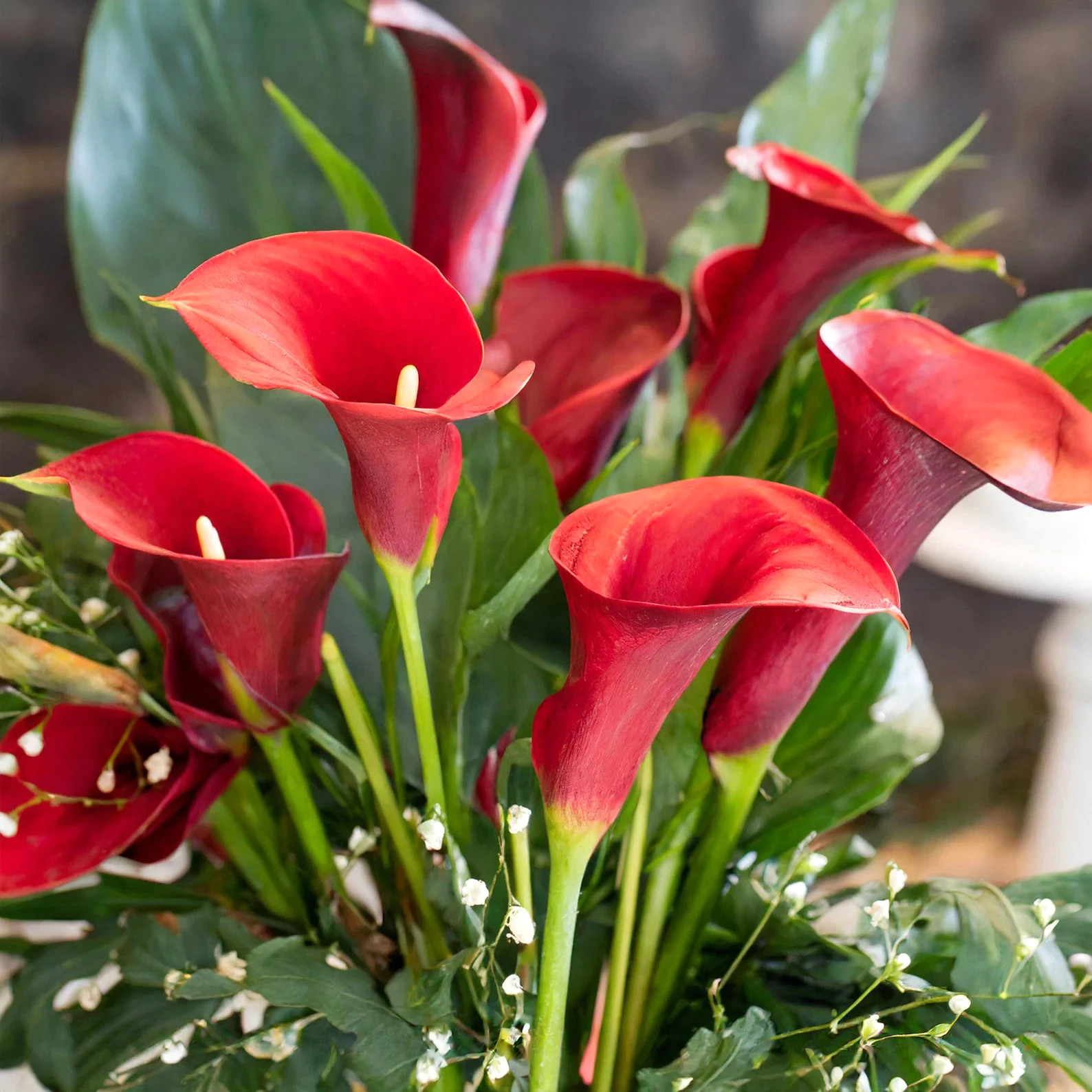 4 Calla Lily Flower Bulbs Majestic Red Wedding Florist Cut Flowers Garden Plants