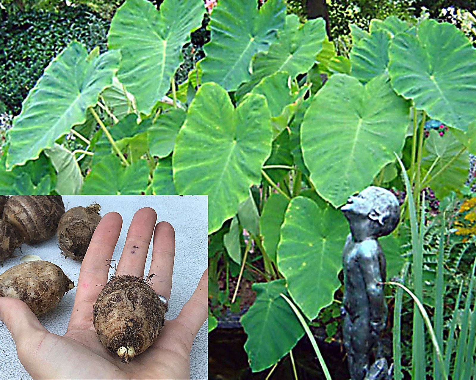 Elephant Ear Bulbs