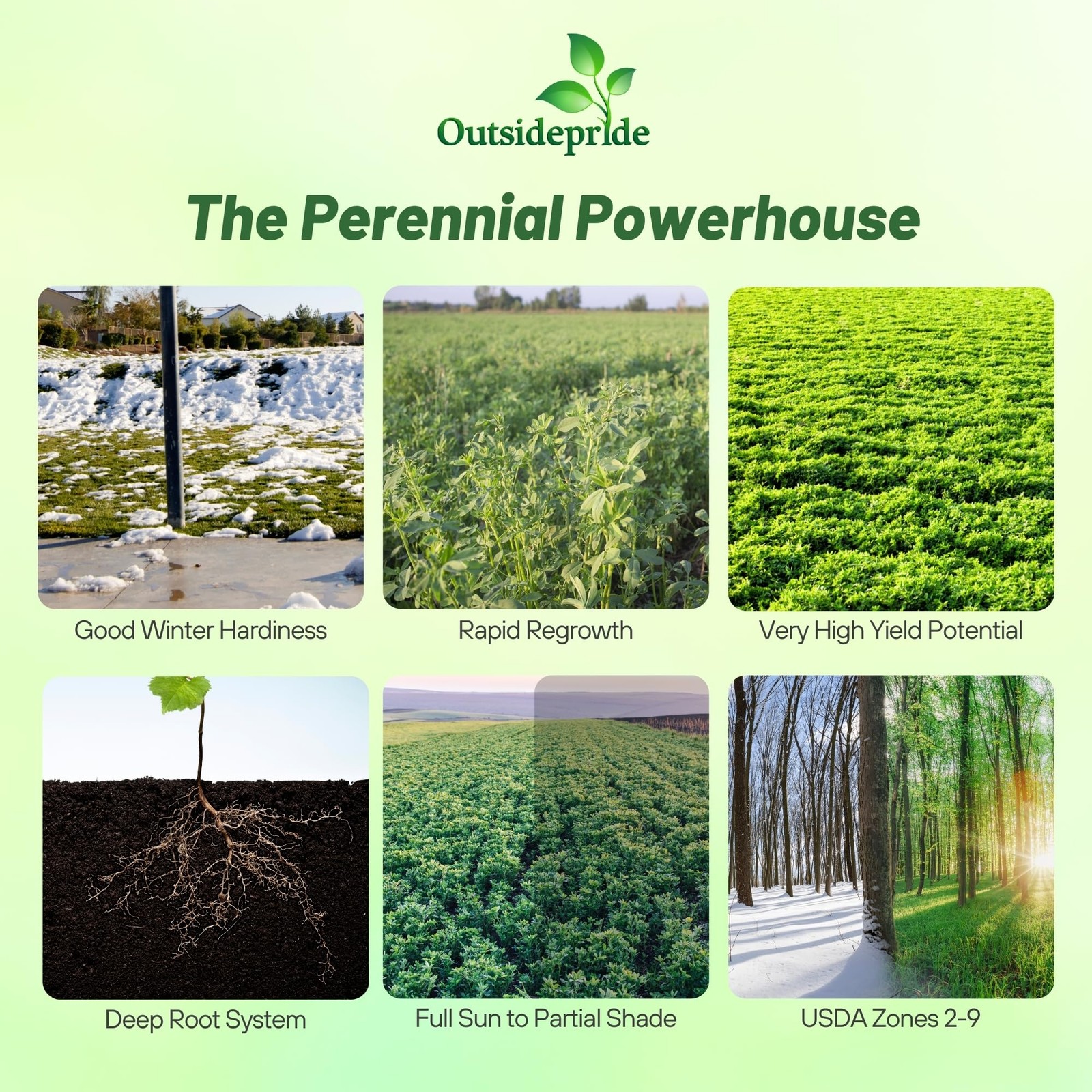 Perennial Alfalfa Seeds for Planting – 5 lbs High Yield, Nitrocoated, Inocula…