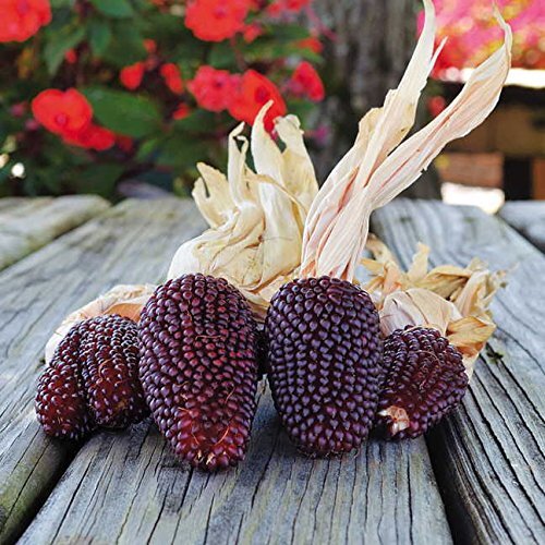 Strawberry Popcorn Seeds to Grow – 25+ Seeds – Made in USA. Grow Your own Strawb