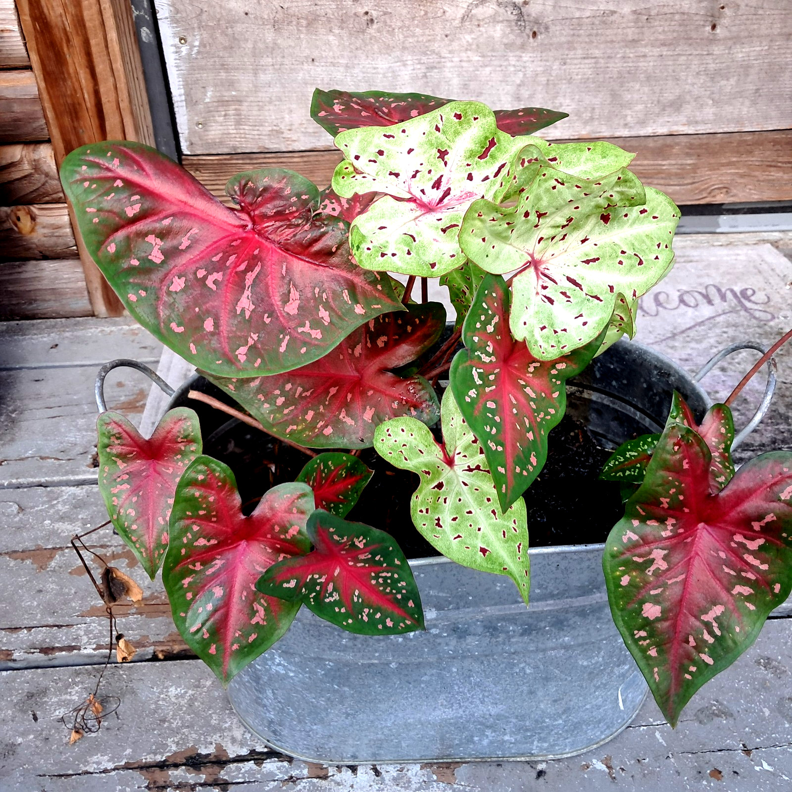 WIHTE QUEEN Caladium Bulbs for Planting, 4 Bulbs from Florida Plantation