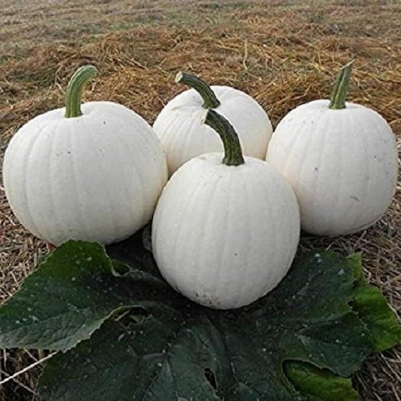 10 Casper White Pumpkin Seeds – NON-GMO — RARE – FRESH