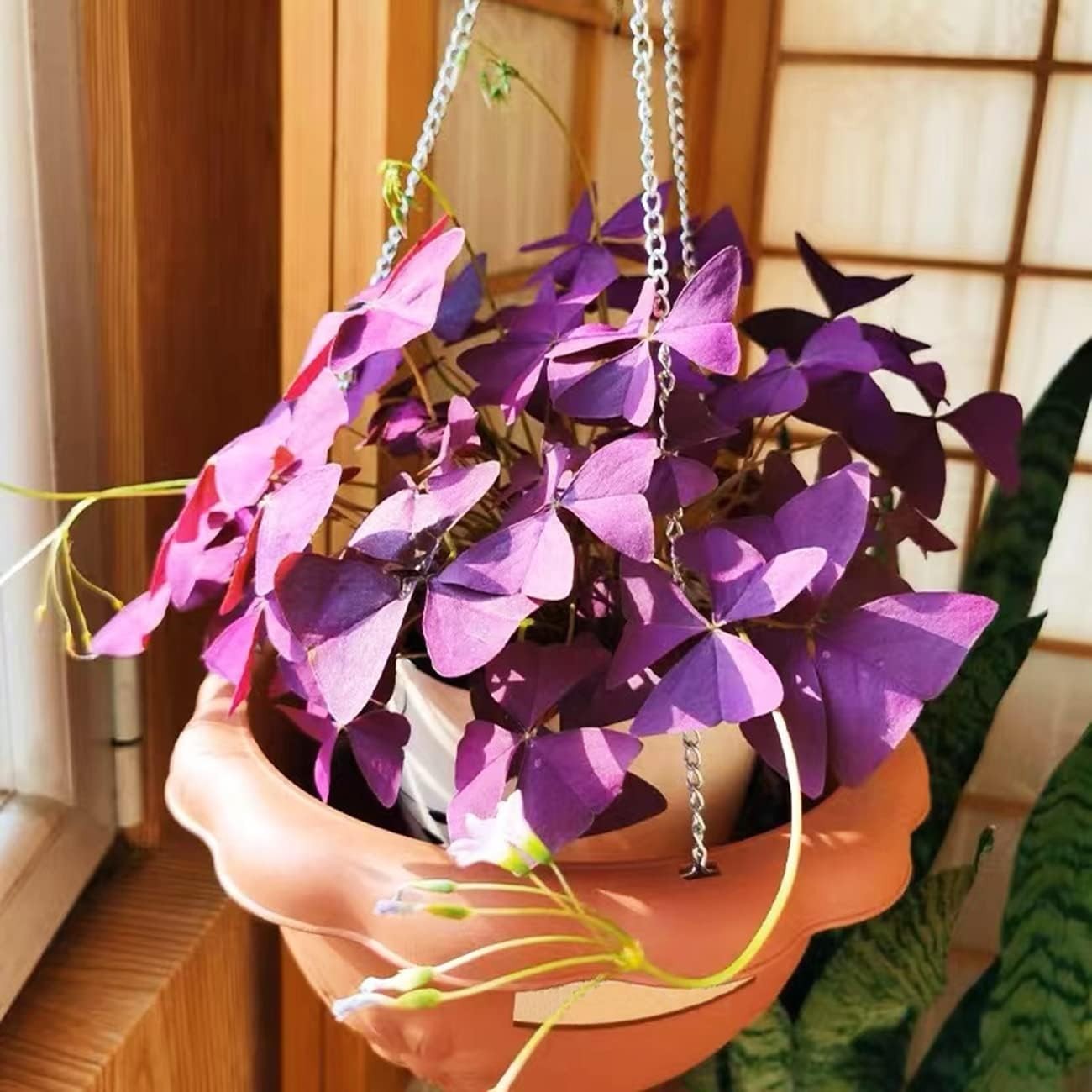 GMO-Free 12+ Purple Shamrocks Oxalis Bulbs – Perfect for Home or Garden Delight