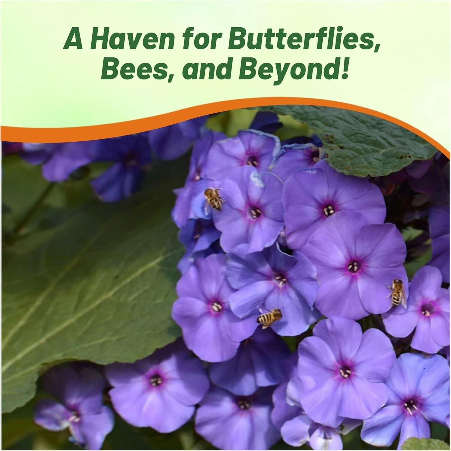 1000 Seeds Phlox Seeds – Drummond’s Phlox Blue Flower Seed