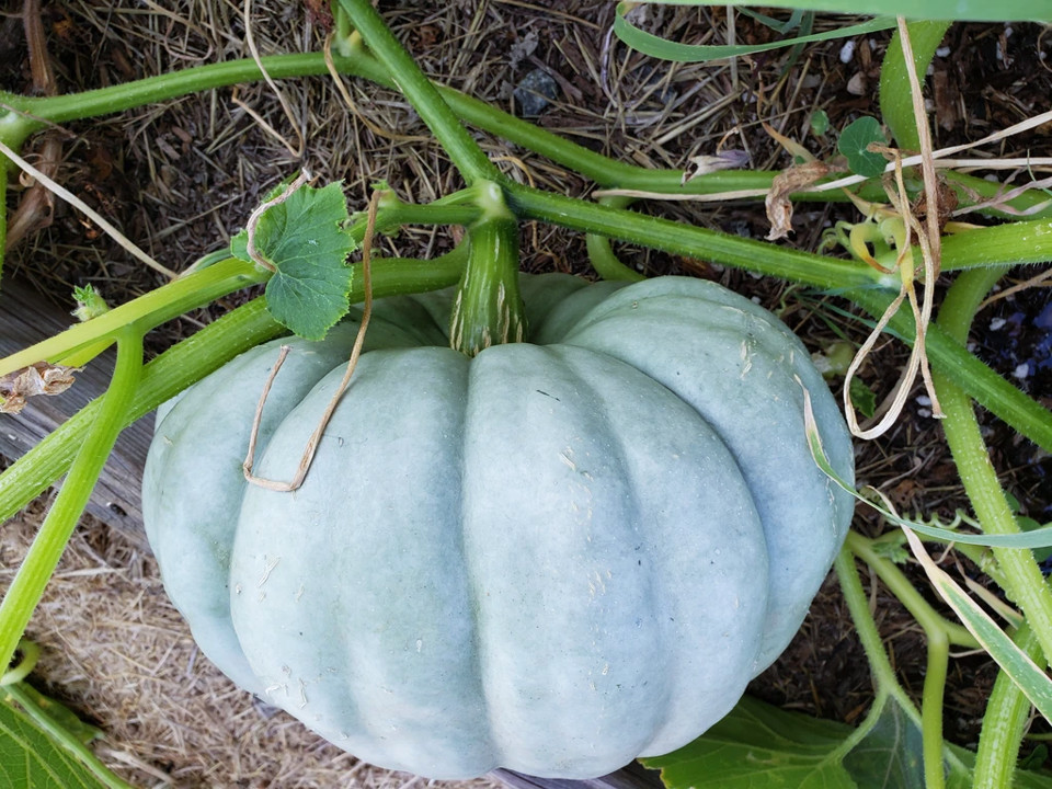 Jarrahdale Blue Pumpkin Seeds Heirloom Big Winter Squash Size: 5-100