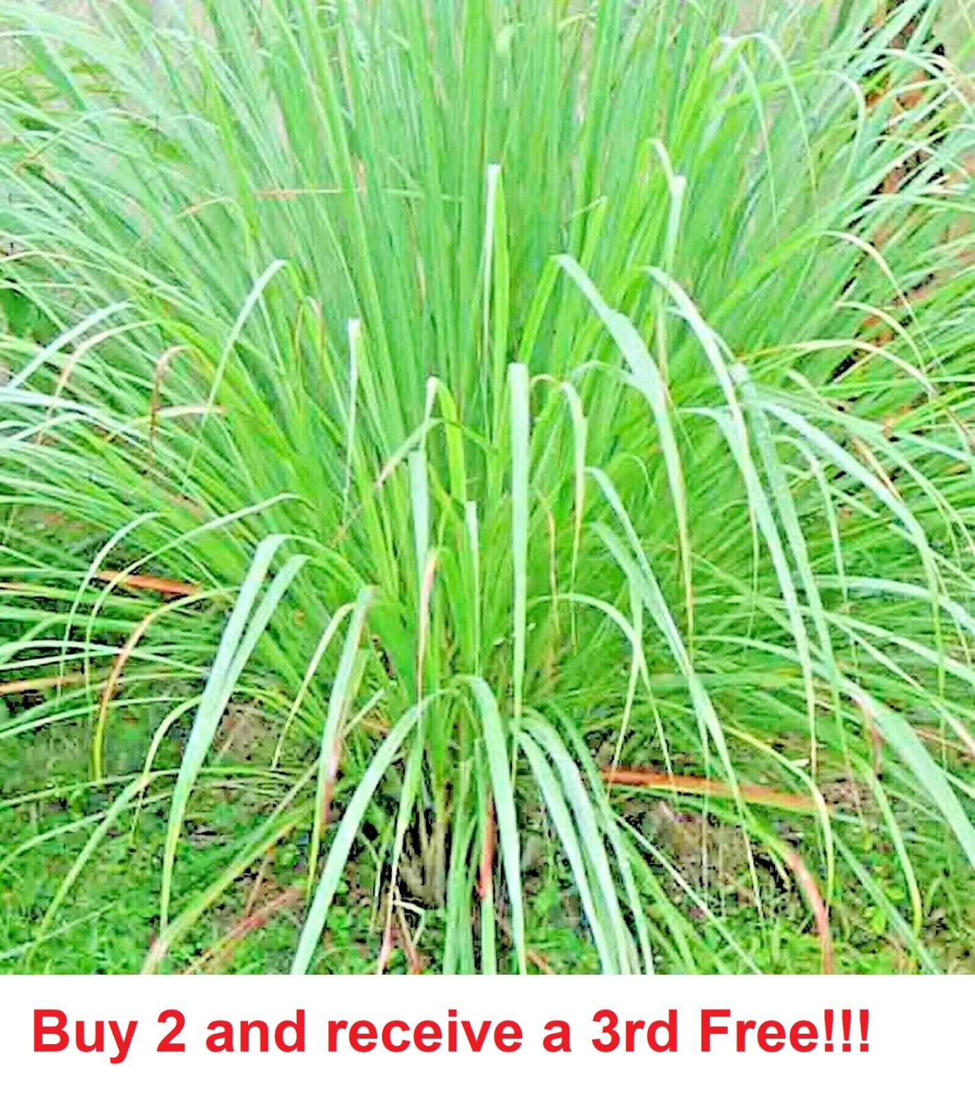 LEMONGRASS 1000+ SEEDS LEMON GRASS MOSQUITO INSECT REPELLENT FRESH NON-GMO