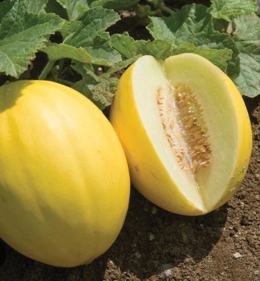Canary Melon Musk Melon 25 Fresh Seeds Free Gift Seeds w/Every Garden Order!