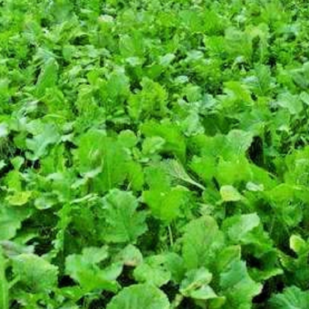 Namenia Turnip Seeds | NON_GMO | Heirloom | Fresh Garden Seeds