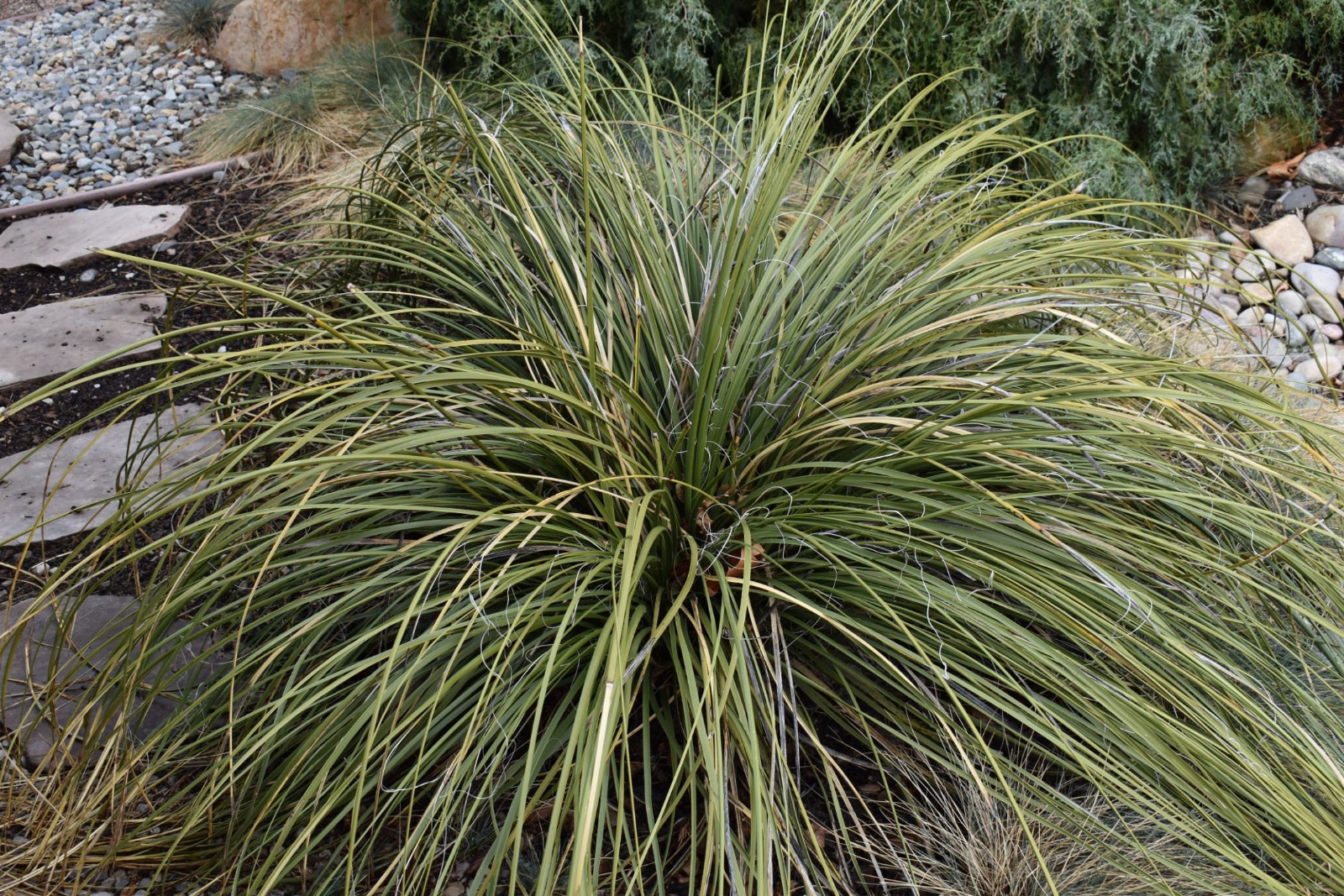 Bear Grass Nodina Microcarpa Seeds Free Shipping!