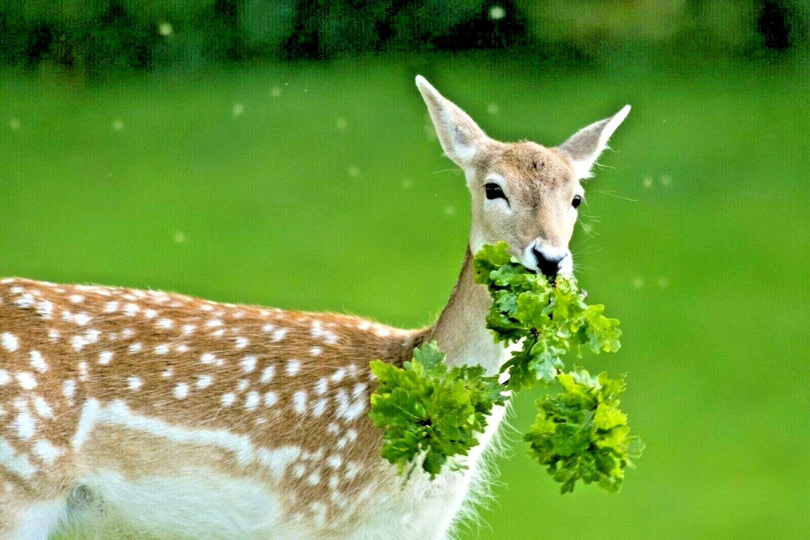 2000+DEER PROOF Native Wildflower Mix 15 Different Flowering Annual Perennial