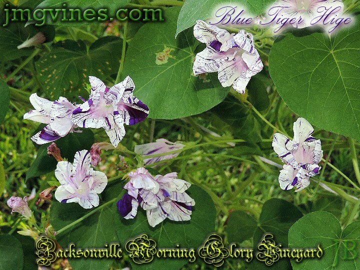 Blue Tiger Hige Ipomoea Purpurea Morning Glory 6 Qty