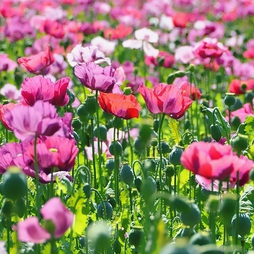 Mixed Colors Poppy Seeds For Planting 20,000+ Organic Stratified Various Colors