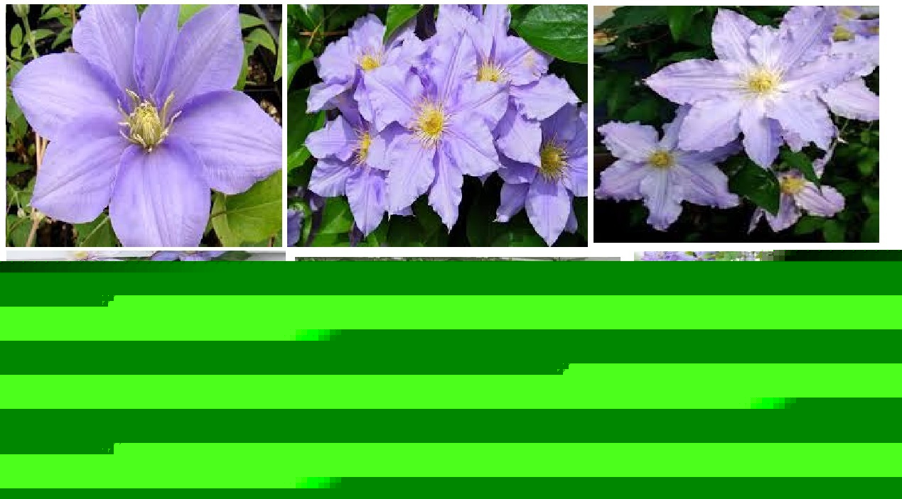 Pastel Light Purple Clematis Perennial Vine 25 Seeds USA Seller