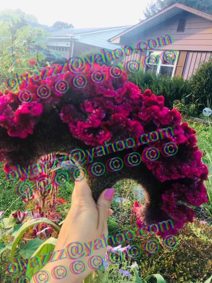 250+FRESH Giant Fuchsia Cockscomb Celosia Seeds (Celosia Cristata)