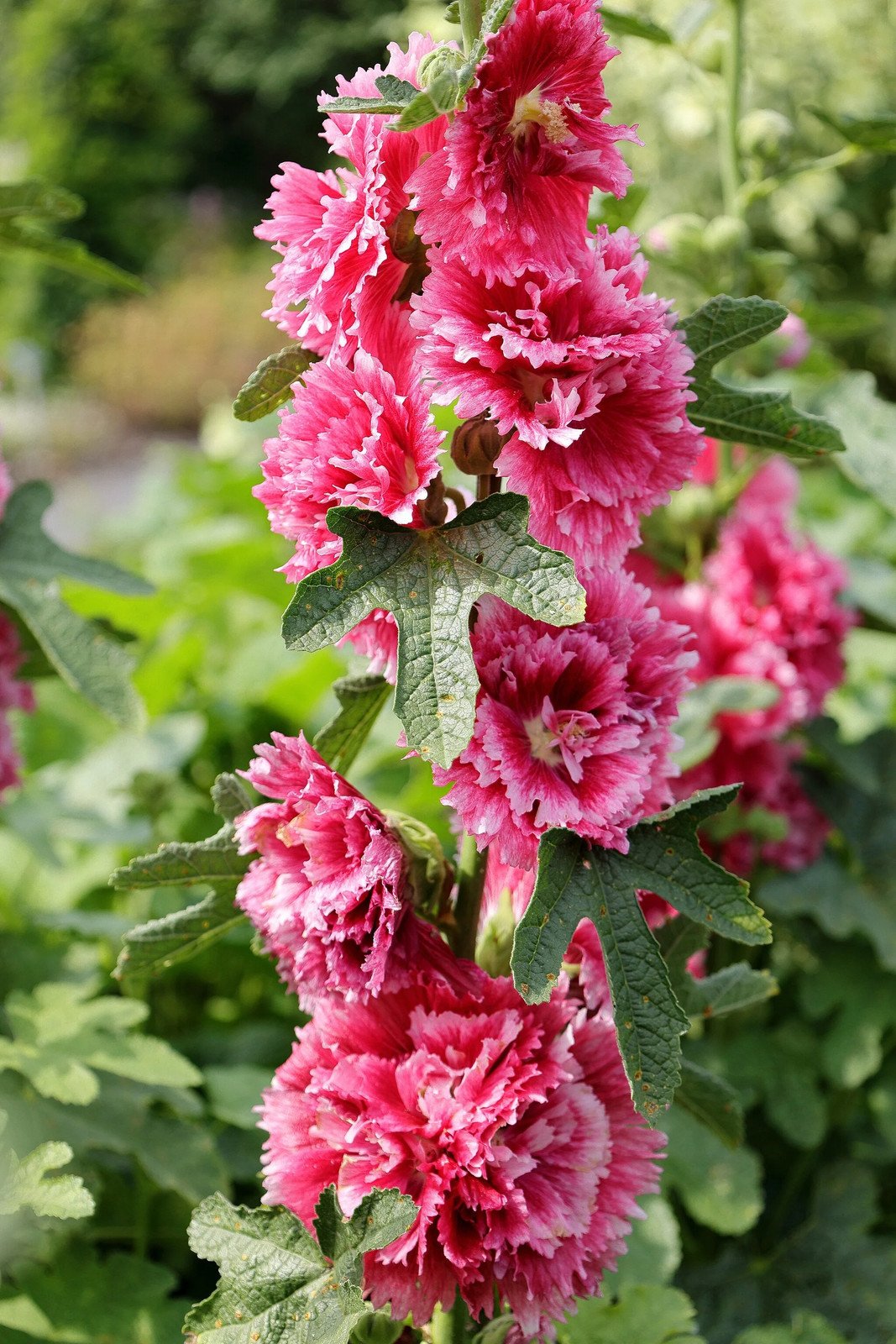 Summer Carnival Mix Hollyhocks Seeds |Alcea Rosea Holly Garden Flower Seed 2023