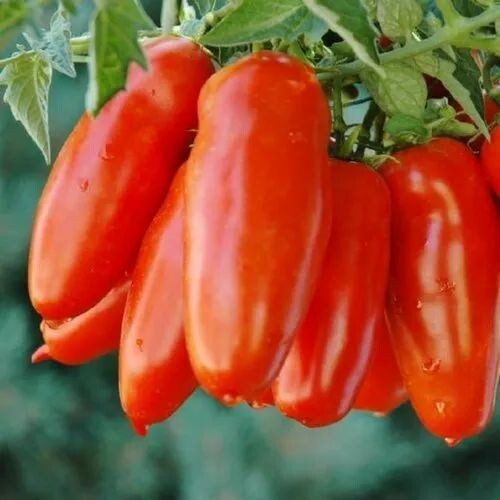San Marzano Tomato Seeds | NON-GMO | 50+ Seeds| Heirloom | Determinate | Fast sh