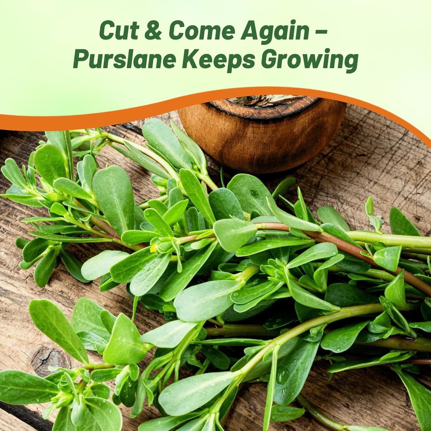 5000 Seeds Portulaca Green Purslane Herb Garden Plant Seeds