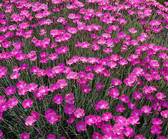Cheddar Pinks Seeds, Pink Dianthus, Perennial Flower, Heirloom Ground Cover 50ct