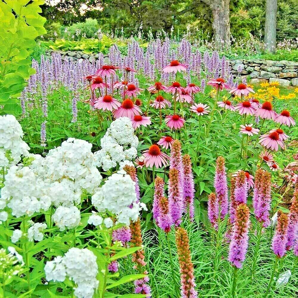 2000+POLLINATOR MIX Seeds 17 Native Wildflowers Annual Perennial Garden Easy