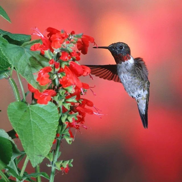 500+ Sage – RED SCARLET – SALVIA ——- Perennial —- Hummingbirds