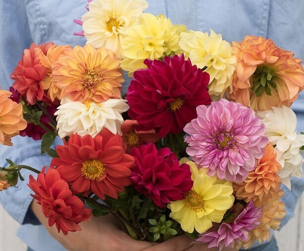 120 Dahlia Giant Mix seeds