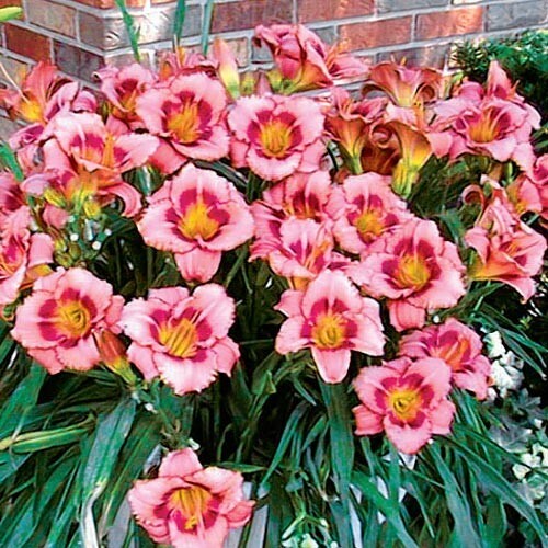 DAYLILY ( 2 ) STRAWBERRY CANDY ReBlooming Perennial Flower Bulb BareRoot Plants