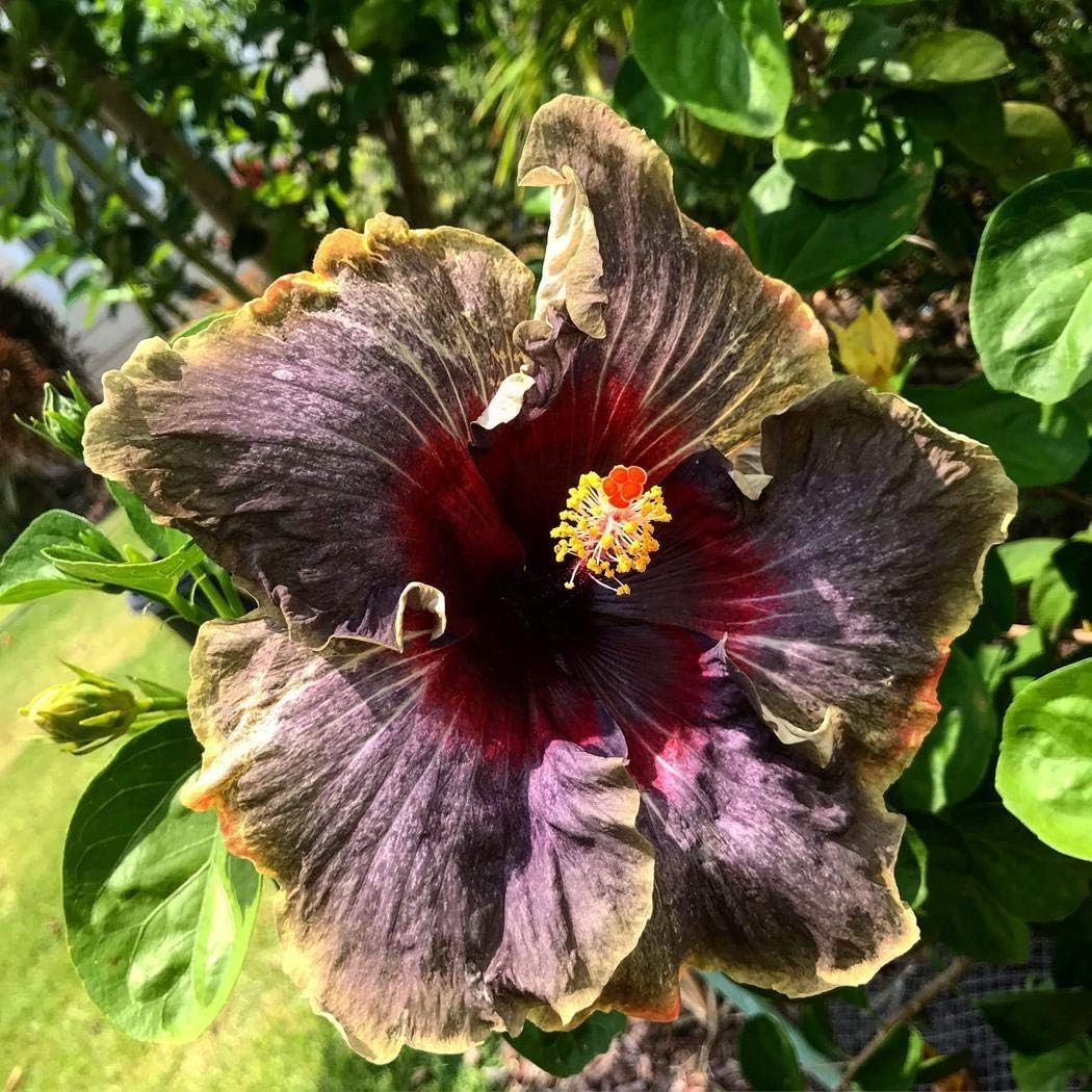 Rare 20PCS Black Rainbow Hibiscus Seeds – Flourish with Tropical Elegance