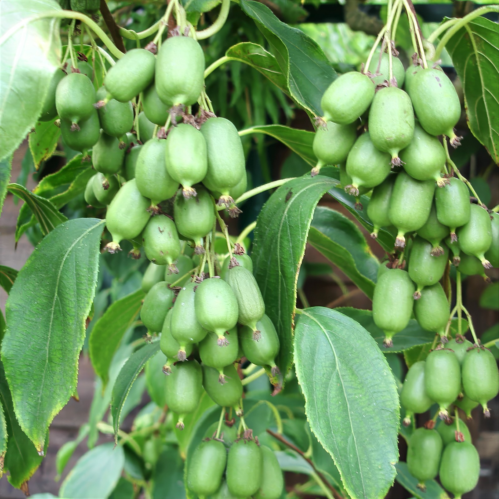 50 Issai Kiwi Seeds Arctic Grape Superfruit Garden Plant Cold Hardy Fast Vine
