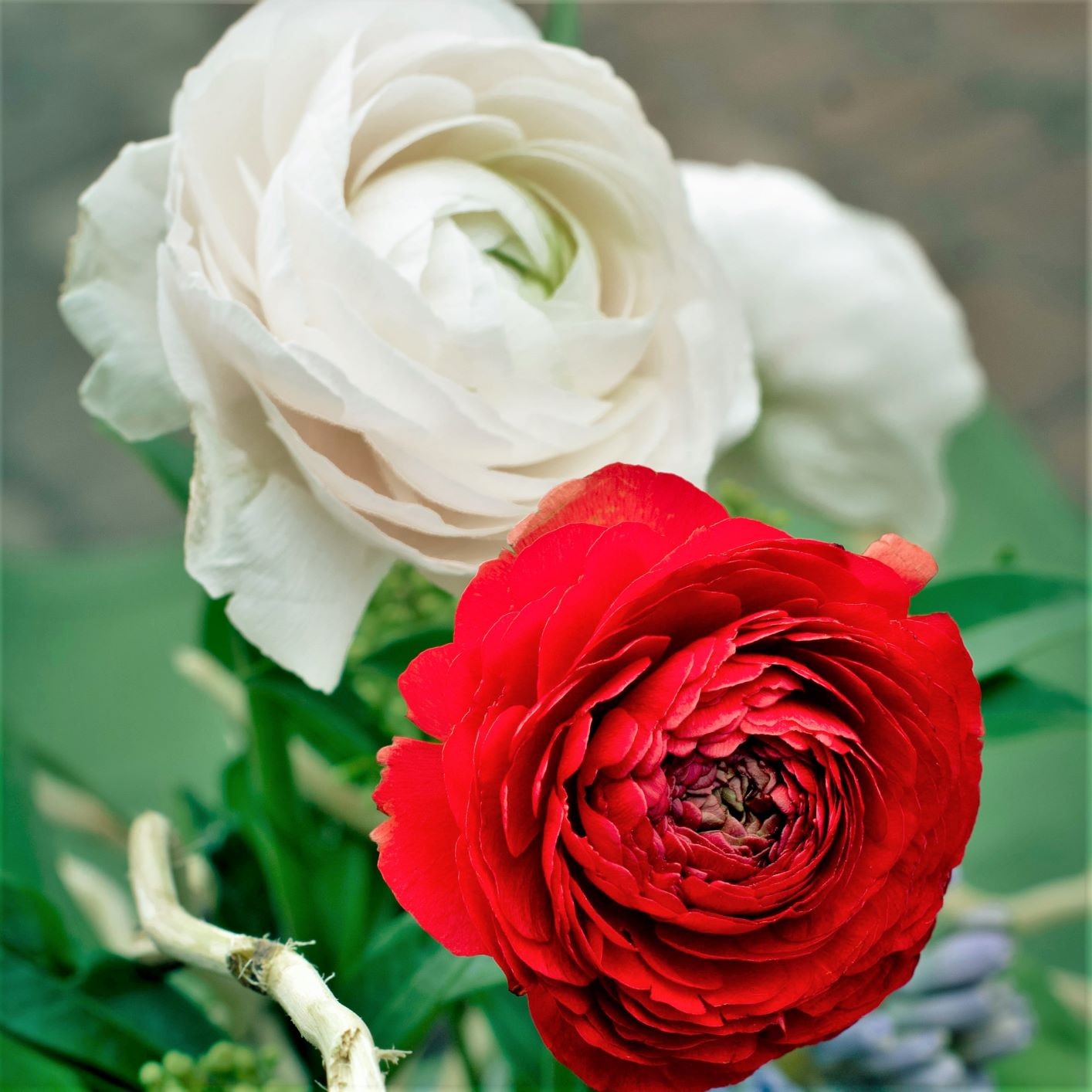 Ranunculus Buttercup Romance Collection 20 Bulbs – Spring Red & White Blooms Sun